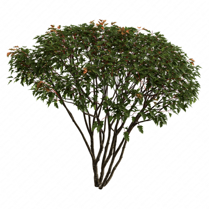 Acer