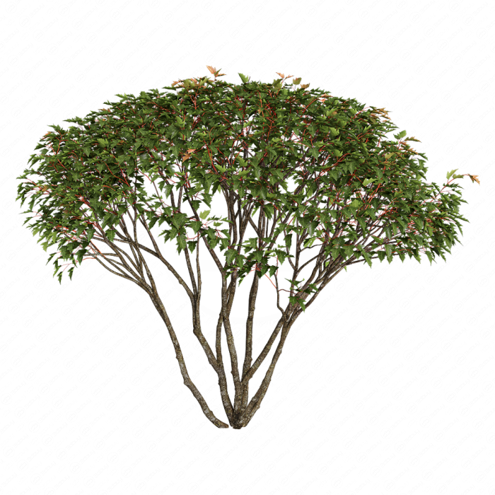 Acer