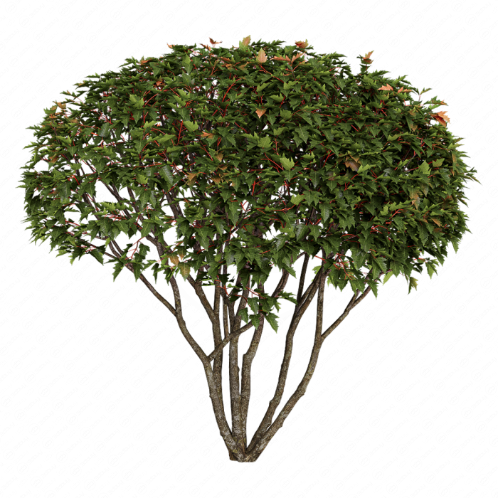 Acer