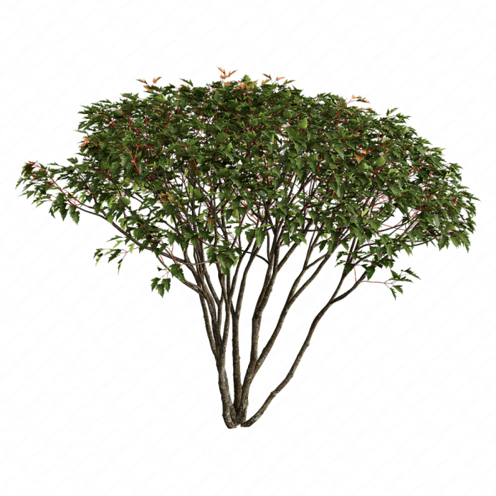 Acer