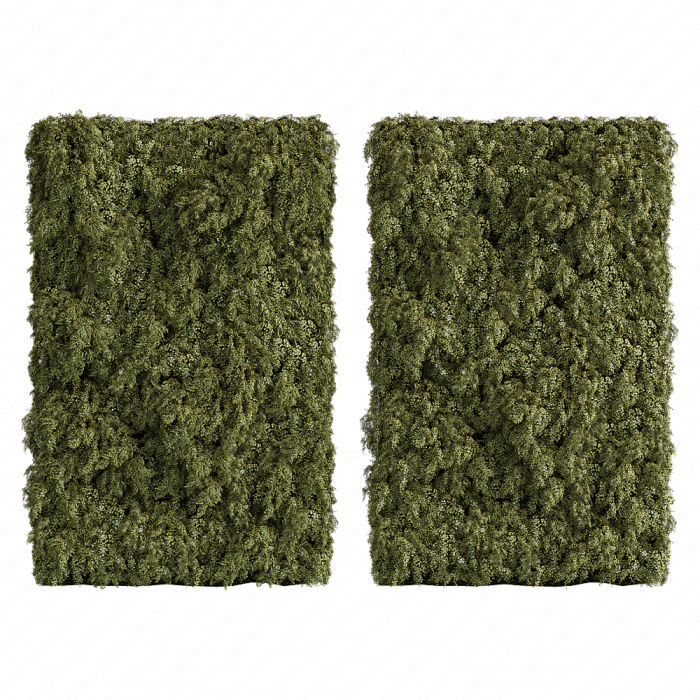 Растение Grassfall