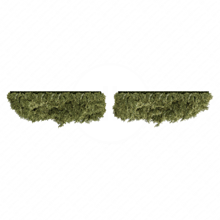Растение Grassfall