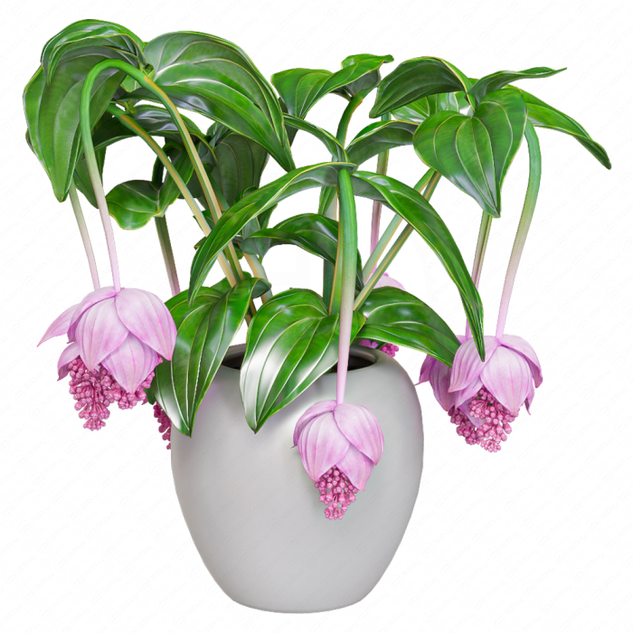 Мединилла великолепная / Medinilla Magnifica