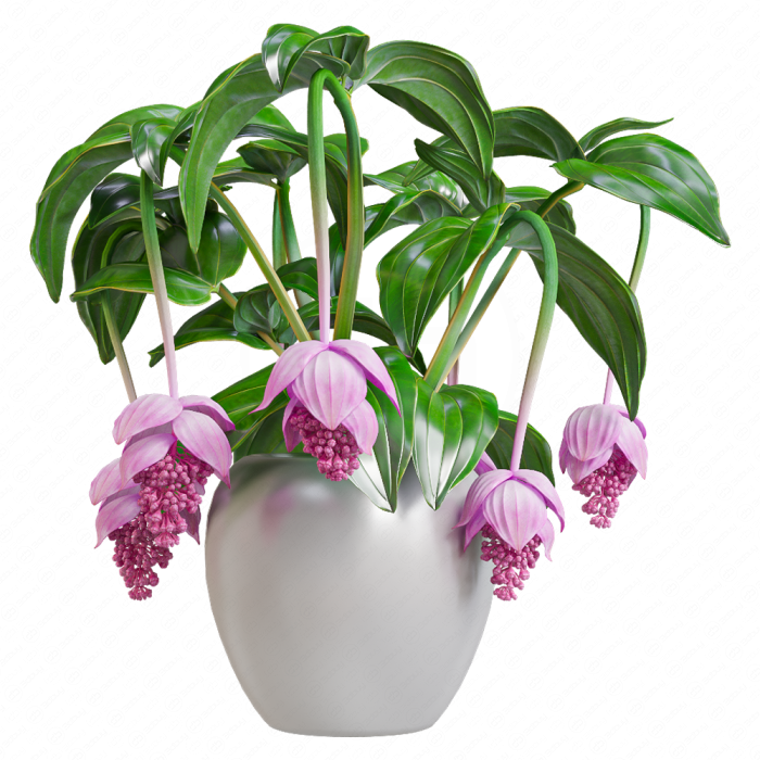 Мединилла великолепная / Medinilla Magnifica