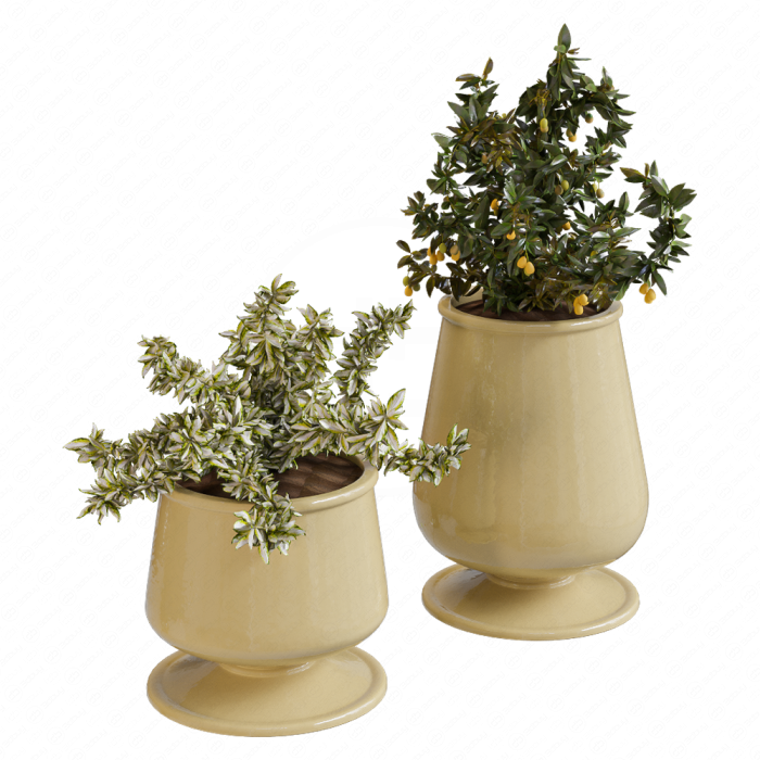 Растения декоративные от Pottery Barn