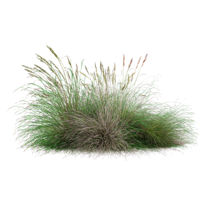 Festuca rubra