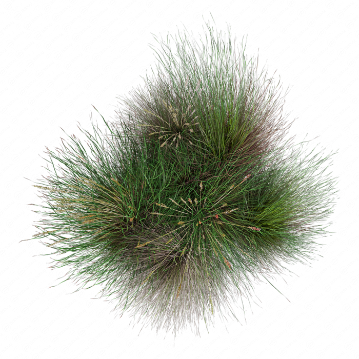 Festuca rubra Festuca rubra