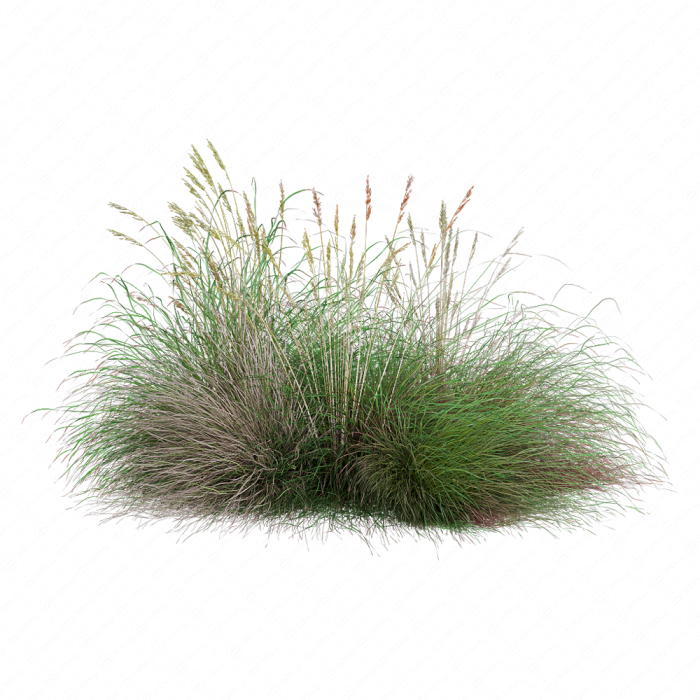Festuca rubra Festuca rubra