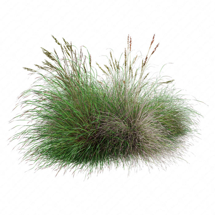 Festuca rubra Festuca rubra
