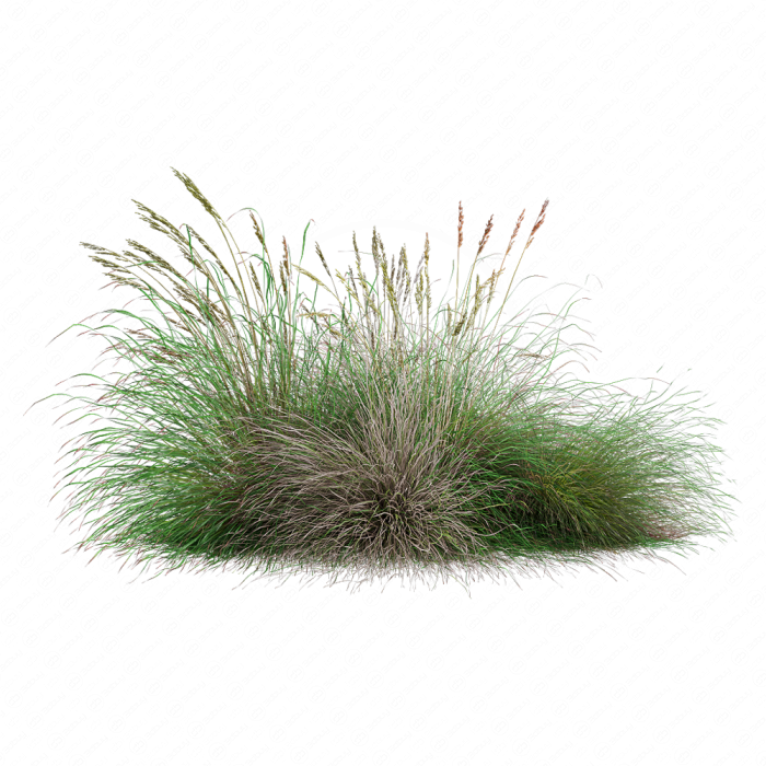 Festuca rubra Festuca rubra