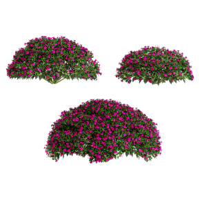 Мирабилис ялапа (Фуксия)