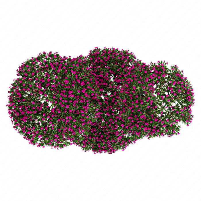 Мирабилис ялапа (Фуксия)