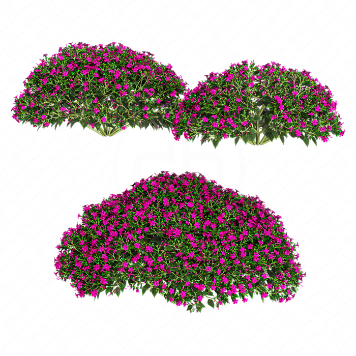 Мирабилис ялапа (Фуксия)