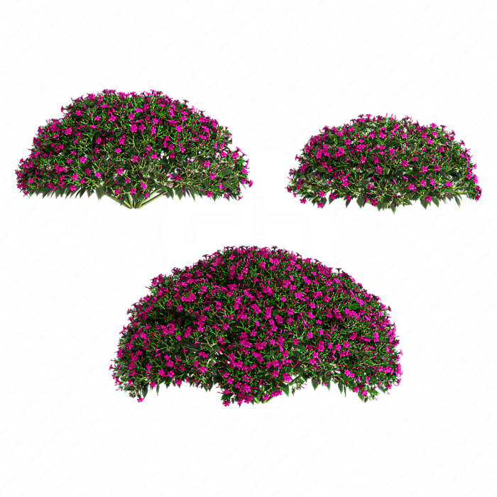 Мирабилис ялапа (Фуксия)