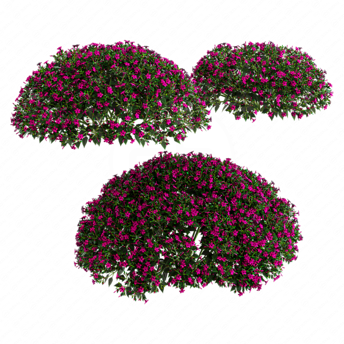 Мирабилис ялапа (Фуксия)