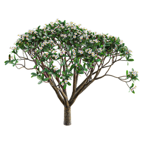 Plumeria
