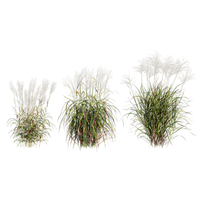 Мискантус сахароцветковый