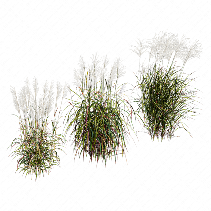 Мискантус сахароцветковый Мискантус сахароцветковый