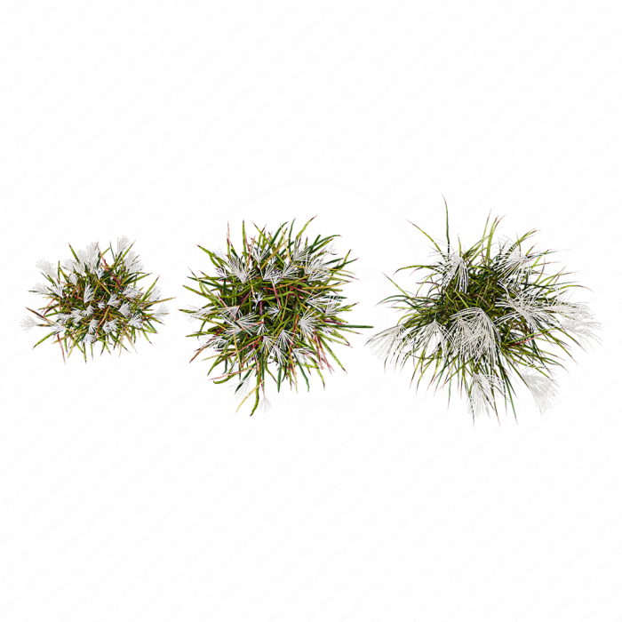 Мискантус сахароцветковый Мискантус сахароцветковый