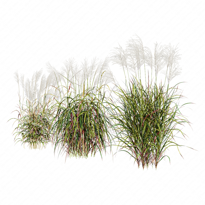 Мискантус сахароцветковый Мискантус сахароцветковый