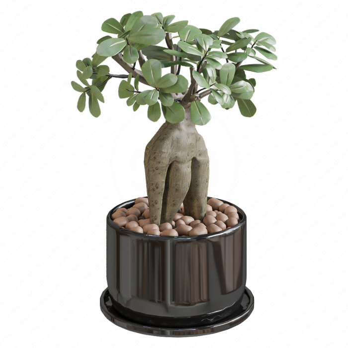 Фикус Microcarpa
