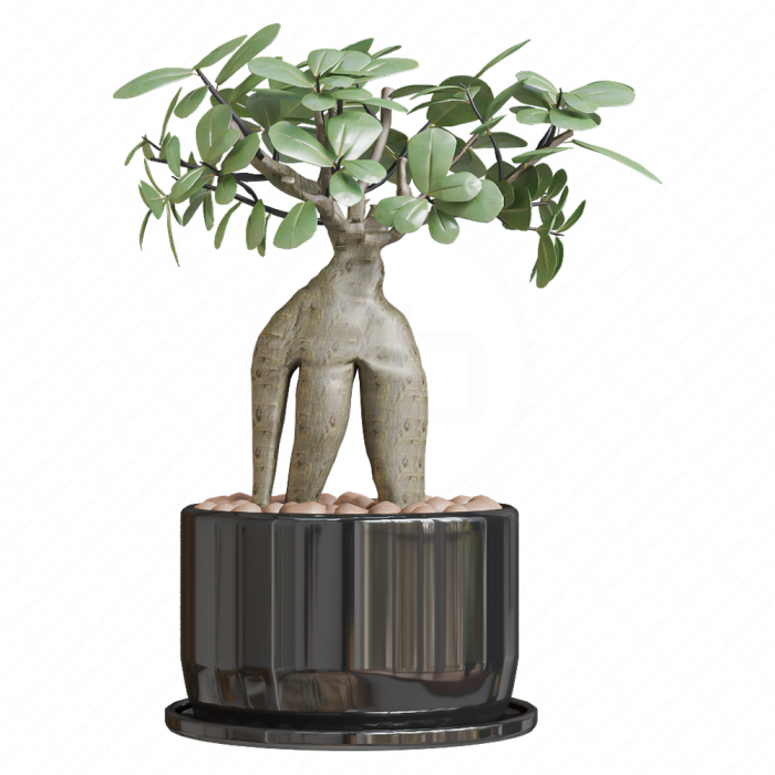 Фикус Microcarpa