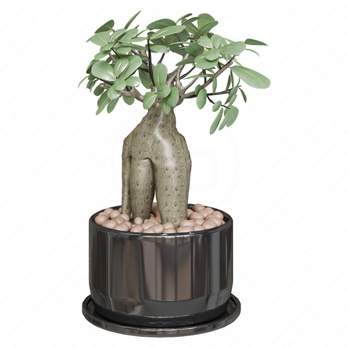 Фикус Microcarpa