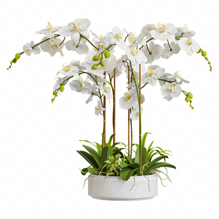 Орхидея в горшке Orchid 13