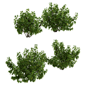Растение Currant
