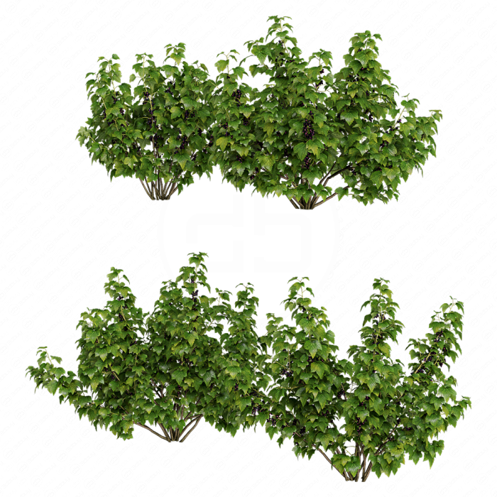 Растение Currant