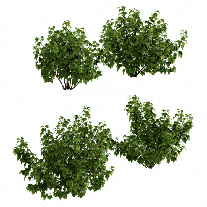 Растение Currant