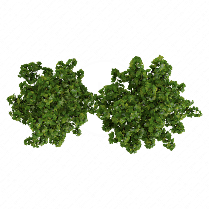 Растение Currant