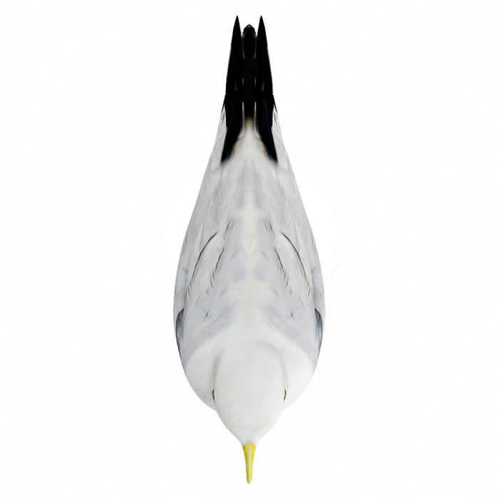 Чайка