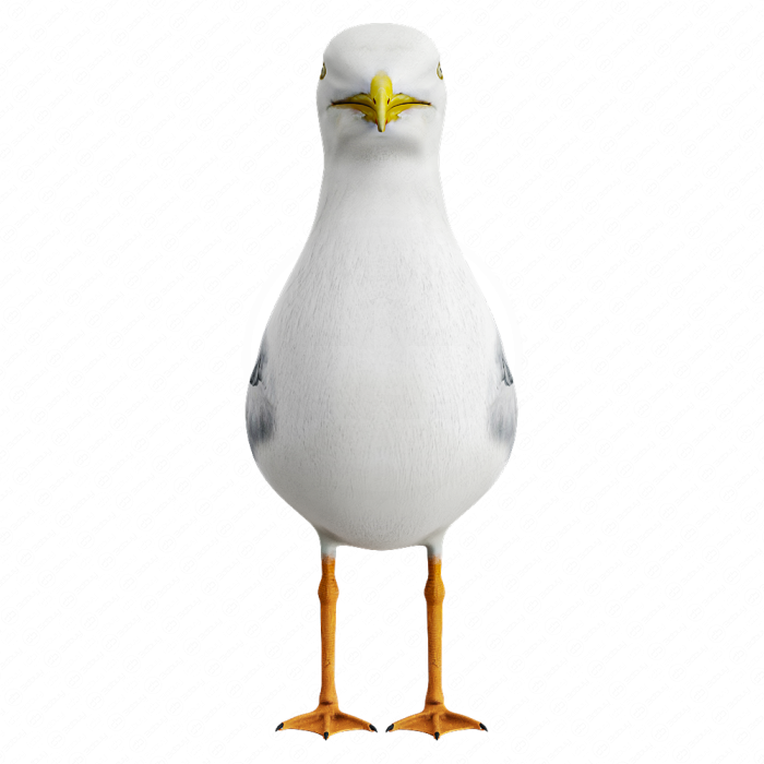 Чайка