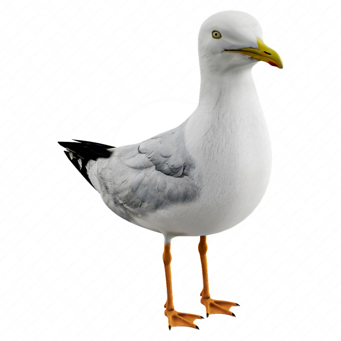 Чайка