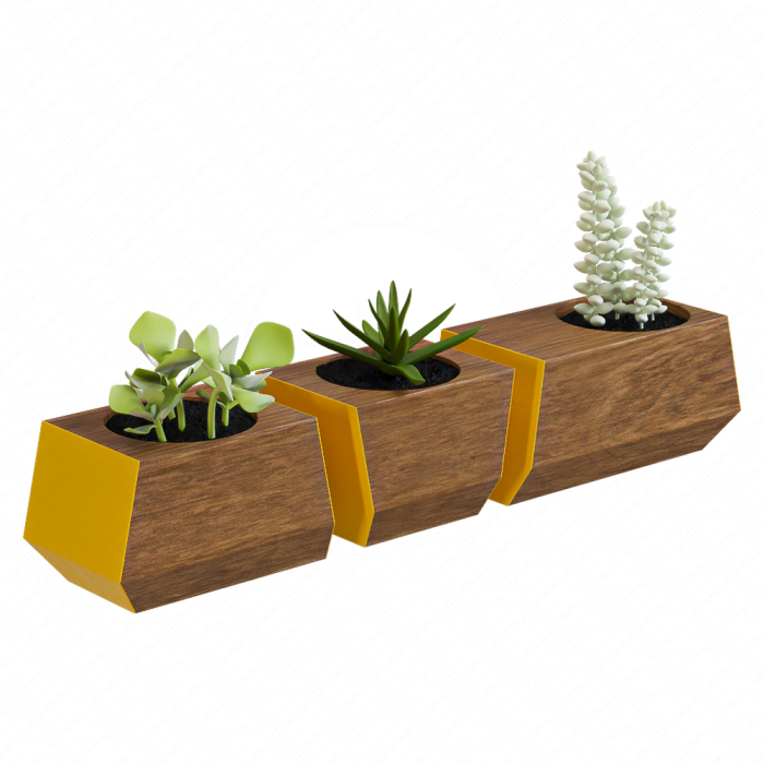 Суккуленты