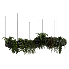 Hanging Plants - Indoor plants 309