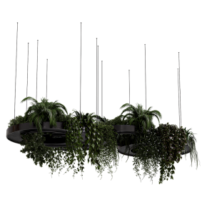 Hanging Plants - Indoor plants 309