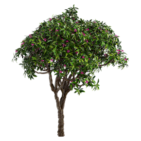 Plumeria rubra