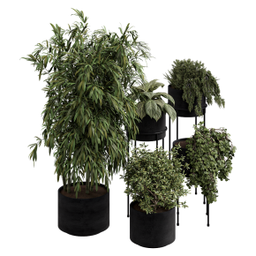 Plants in black pots.