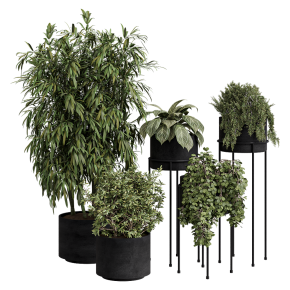 Plants in black pots.