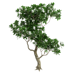 Plumeria