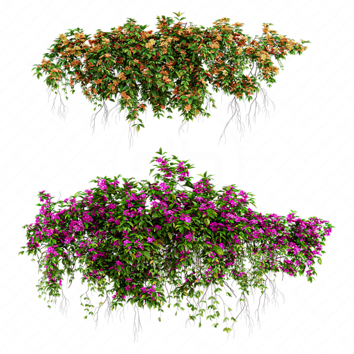 Подвесное растение