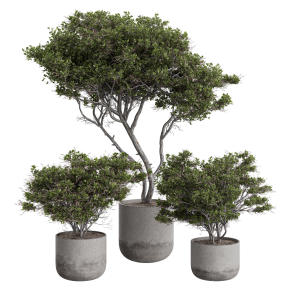 Houseplants No. 37