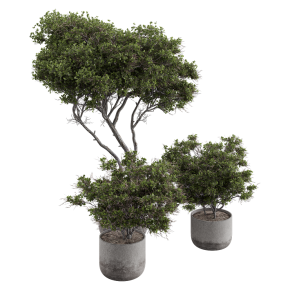 Houseplants No. 37
