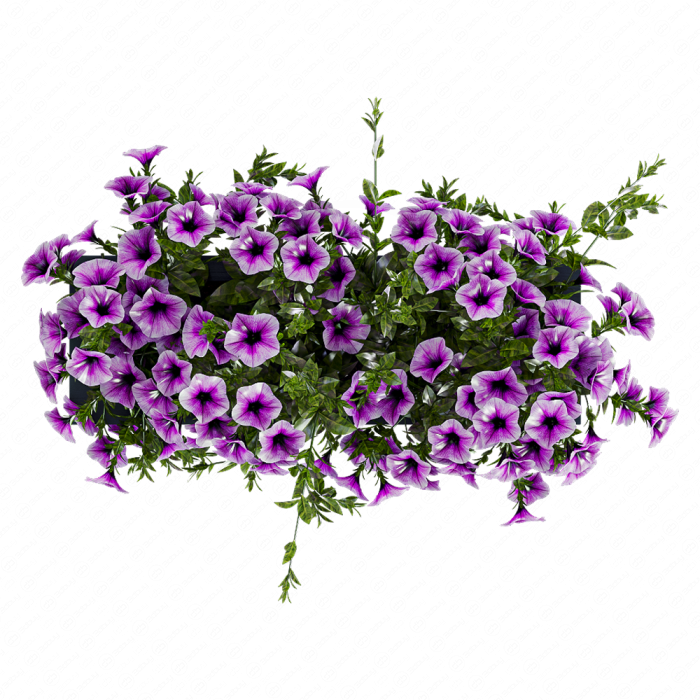 Петуния сиреневая