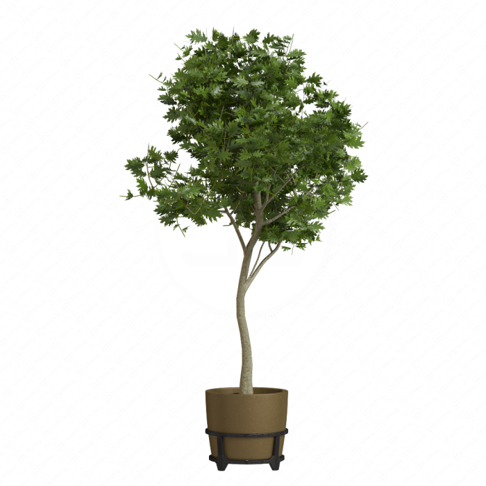 Дуб болотный (Pin Oak)