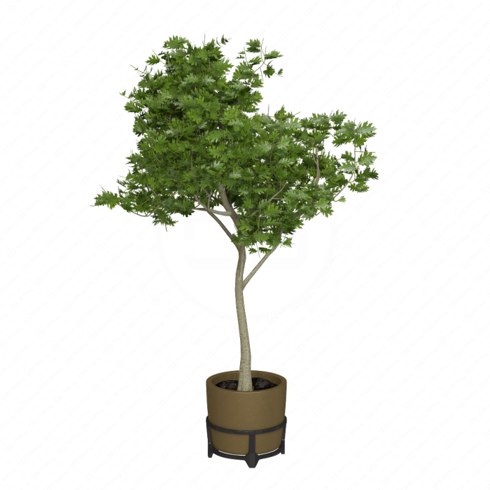 Дуб болотный (Pin Oak)