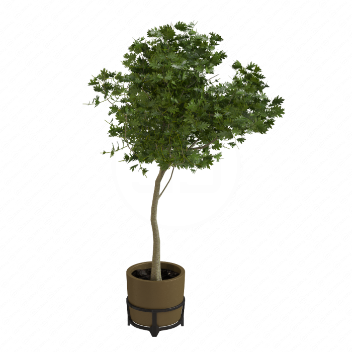 Дуб болотный (Pin Oak)