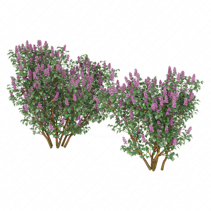 Цветущие кусты сирени